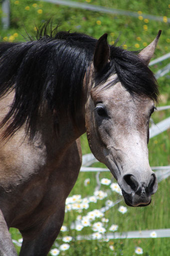 *2017 Purebred Arabian mare 
