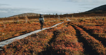 Person hiking through a colourful autumn forest in Finnish Lapland, surrounded by golden leaves and soft light.