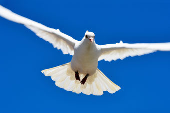 Eine weiße Taube im Flug mit blauen Himmel im Hintergrund