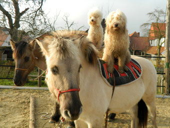 10.12.2013 Ulmes und Ambers erste Reitstunde