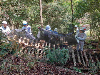 シイタケ本伏せ