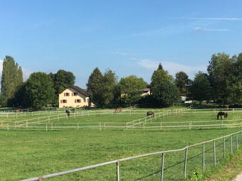 Weideidylle: auf den vorderen acht Weiden dürfen Susis und Martinas Pferde den Morgen geniessen.