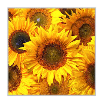 Bildheizung "Sonnenblumen", 300 Watt, 60x60cm, hier mit silberrahmen, zum Vergrößern anklicken!