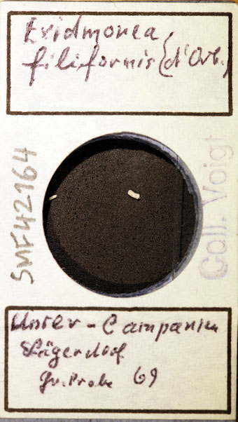 Senckenberg, Bryozoa, Bryozoen, Moostierchen, Sammlung Voigt