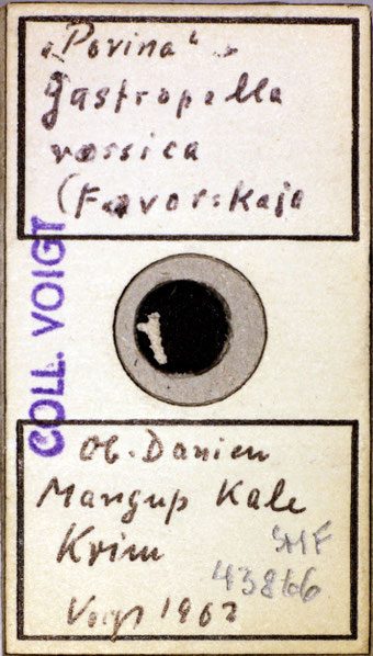 Senckenberg, Bryozoa, Bryozoen, Moostierchen, Sammlung Voigt