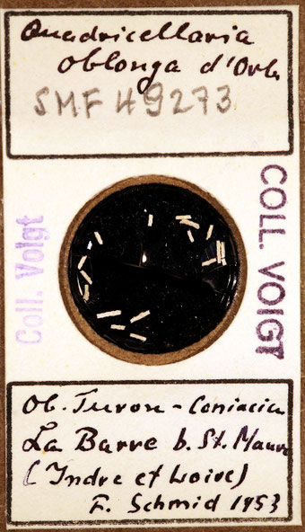 Senckenberg, Bryozoa, Bryozoen, Moostierchen, Sammlung Voigt