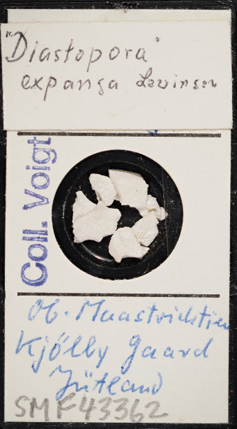 Senckenberg, Bryozoa, Bryozoen, Moostierchen, Sammlung Voigt