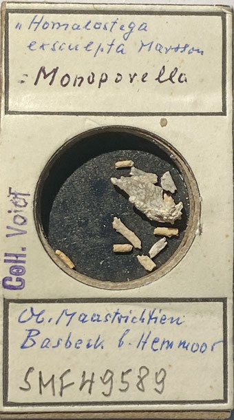 Senckenberg, Bryozoa, Bryozoen, Moostierchen, Sammlung Voigt