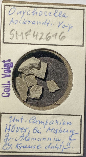 Senckenberg, Bryozoa, Bryozoen, Moostierchen, Sammlung Voigt
