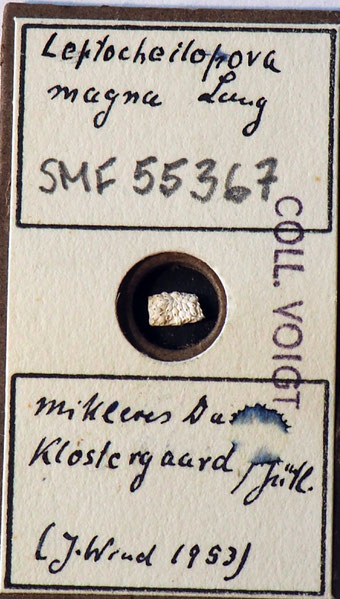 Senckenberg, Bryozoa, Bryozoen, Moostierchen, Sammlung Voigt