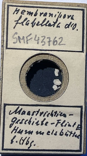Senckenberg, Bryozoa, Bryozoen, Moostierchen, Sammlung Voigt