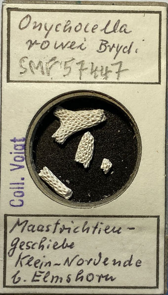 Senckenberg, Bryozoa, Bryozoen, Moostierchen, Sammlung Voigt