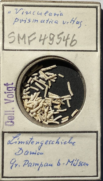Senckenberg, Bryozoa, Bryozoen, Moostierchen, Sammlung Voigt