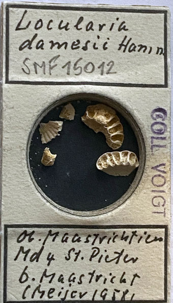 Senckenberg, Bryozoa, Bryozoen, Moostierchen, Sammlung Voigt