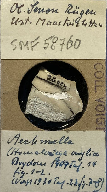 Senckenberg, Bryozoa, Bryozoen, Moostierchen, Sammlung Voigt