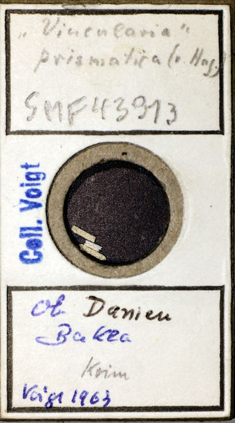 Senckenberg, Bryozoa, Bryozoen, Moostierchen, Sammlung Voigt