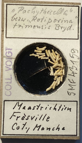 Senckenberg, Bryozoa, Bryozoen, Moostierchen, Sammlung Voigt