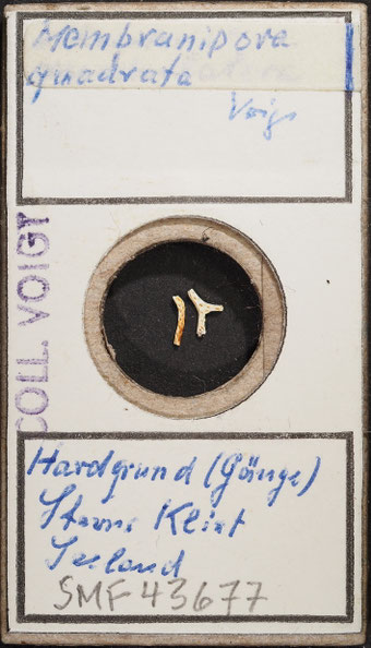 Senckenberg, Bryozoa, Bryozoen, Moostierchen, Sammlung Voigt