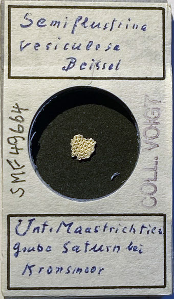 Senckenberg, Bryozoa, Bryozoen, Moostierchen, Sammlung Voigt