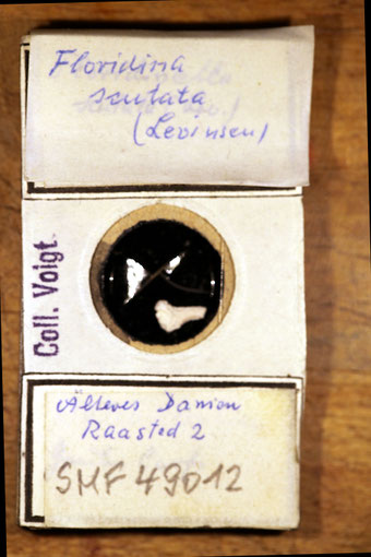 Senckenberg, Bryozoa, Bryozoen, Moostierchen, Sammlung Voigt