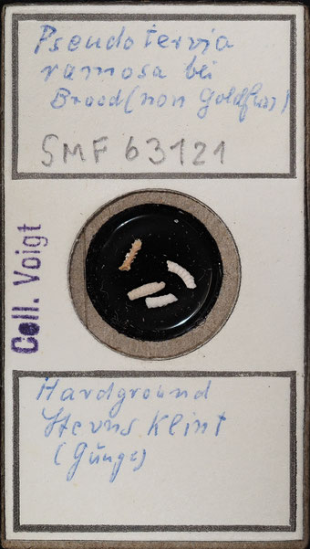 Senckenberg, Bryozoa, Bryozoen, Moostierchen, Sammlung Voigt