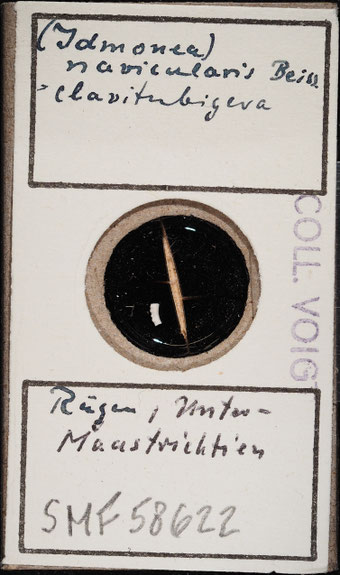 Senckenberg, Bryozoa, Bryozoen, Moostierchen, Sammlung Voigt