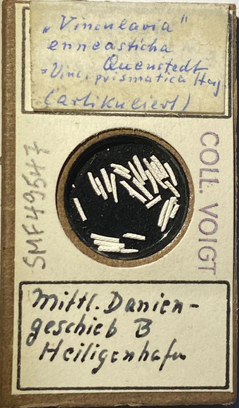 Senckenberg, Bryozoa, Bryozoen, Moostierchen, Sammlung Voigt