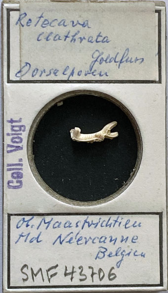 Senckenberg, Bryozoa, Bryozoen, Moostierchen, Sammlung Voigt