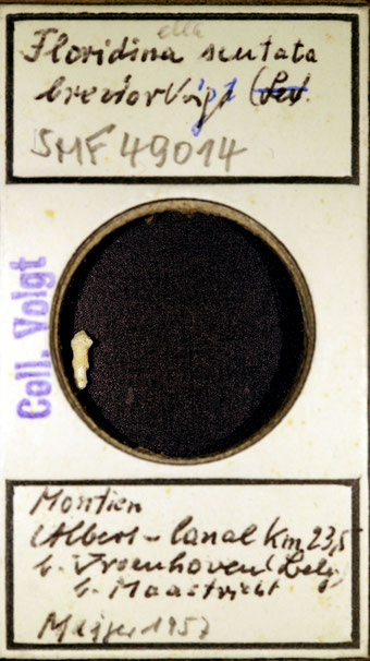Senckenberg, Bryozoa, Bryozoen, Moostierchen, Sammlung Voigt