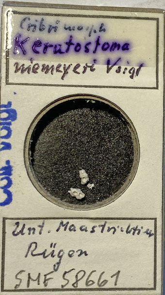 Senckenberg, Bryozoa, Bryozoen, Moostierchen, Sammlung Voigt