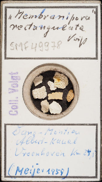 Senckenberg, Bryozoa, Bryozoen, Moostierchen, Sammlung Voigt