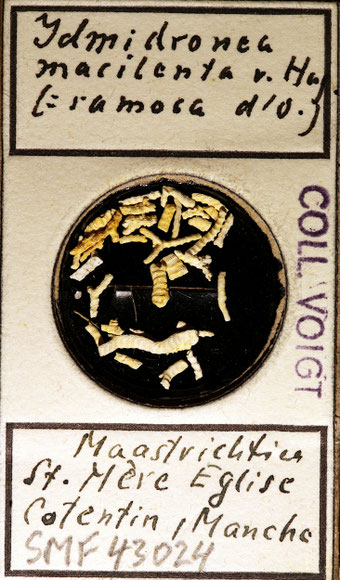 Senckenberg, Bryozoa, Bryozoen, Moostierchen, Sammlung Voigt