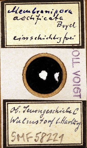 Senckenberg, Bryozoa, Bryozoen, Moostierchen, Sammlung Voigt