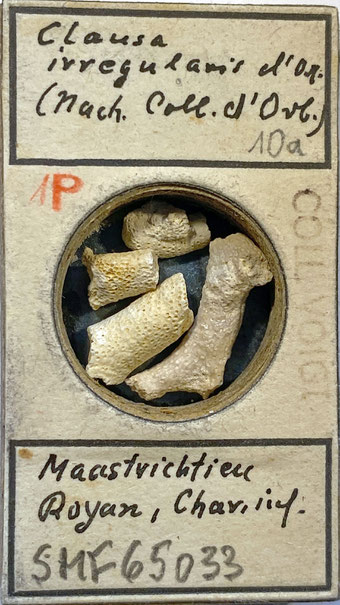 Senckenberg, Bryozoa, Bryozoen, Moostierchen, Sammlung Voigt