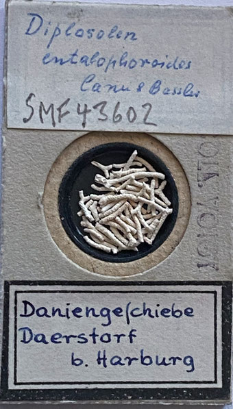 Senckenberg, Bryozoa, Bryozoen, Moostierchen, Sammlung Voigt