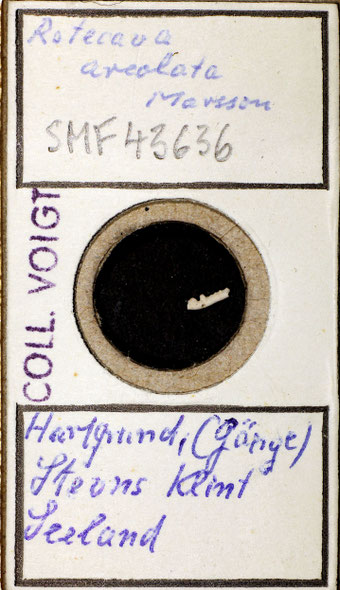 Senckenberg, Bryozoa, Bryozoen, Moostierchen, Sammlung Voigt