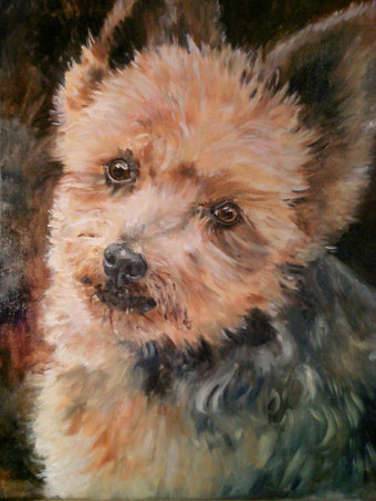 Yorkshire-Terrier.Öl auf Leinwand.40x50cm.2010