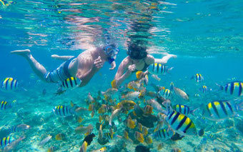 Snorkeling and Diving in Lovina: Directly at Lovina Reef or as day tour to Menjangan Island at North Bali National Park