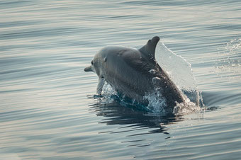 private sunrise dolphin tours with Bali Surya Tours Lovina