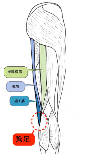 鵞足説明