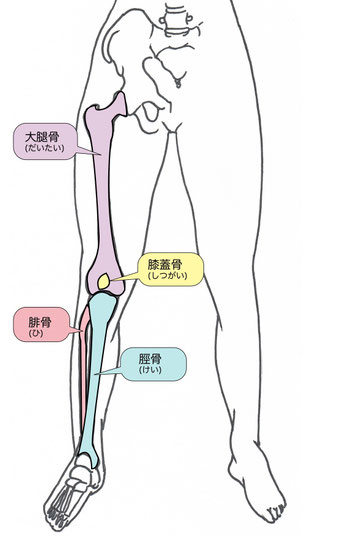 膝関節構造
