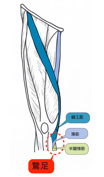 鵞足説明