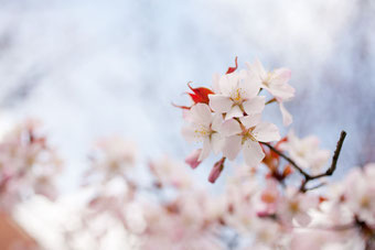 北海道の桜