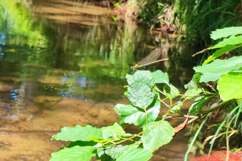 Libelle auf einem Blatt an einem Flusslauf.