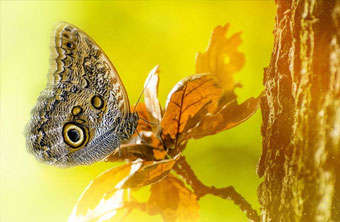 Schmetterling auf Ast