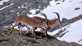 Iberische Steinböcke