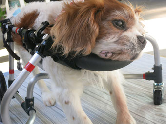 あご乗せ - 犬の車いす工房クララワークス 犬の車椅子 犬用 あご乗せ - 犬の車いす工房クララワークス 犬の車椅子 犬用