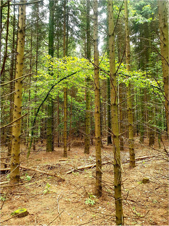 Laubbäume habes es bis jetzt schwer im Koseler Gemeindewald.