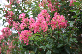 紅い百日紅