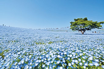 画像提供：国営ひたち海浜公園